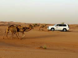Safari désert