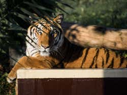 Tigre dans le Safari Park